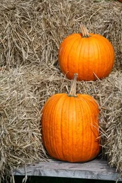 Autumn pumpkins Stock Photos
