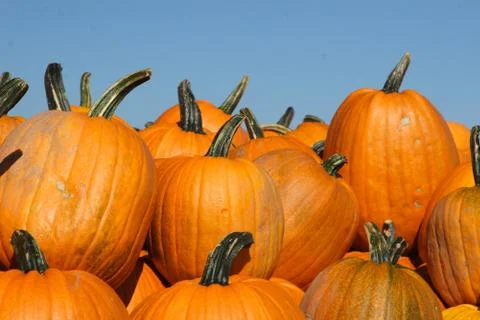 Autumn pumpkins Stock Photos