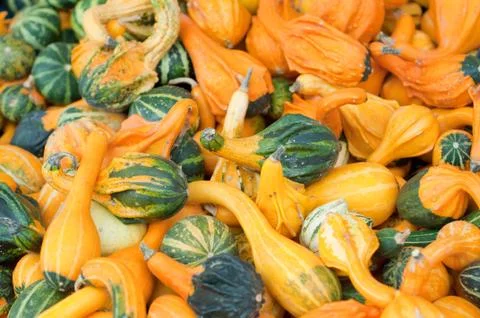 Autumn pumpkins Stock Photos