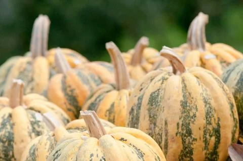 Autumn pumpkins Stock Photos