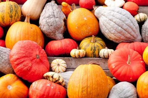 Autumn pumpkins Stock Photos
