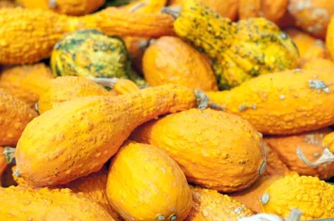 Autumn pumpkins Stock Photos