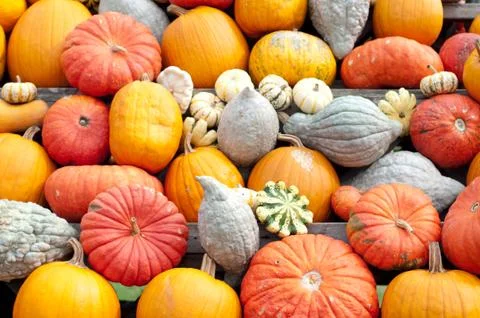 Autumn pumpkins Stock-Fotos