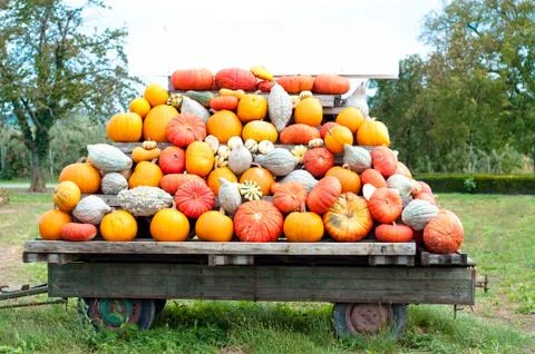 Autumn pumpkins Stock Photos