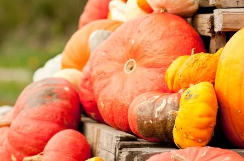 Autumn pumpkins Foto stock