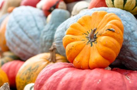 Autumn pumpkins Stock Photos