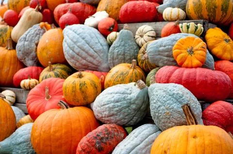 Autumn pumpkins Stock Photos