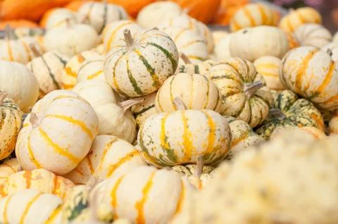 Autumn pumpkins Stock Photos