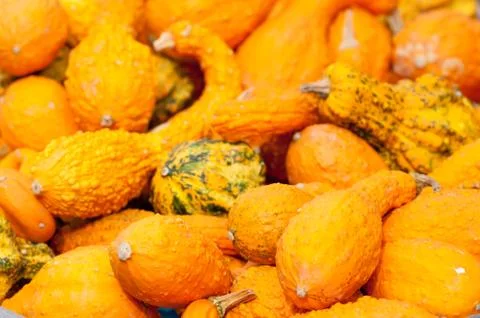 Autumn pumpkins Stock Photos