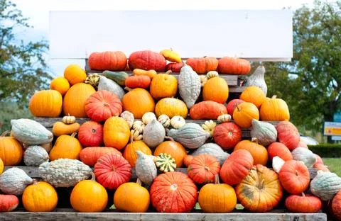 Autumn pumpkins Stock Photos