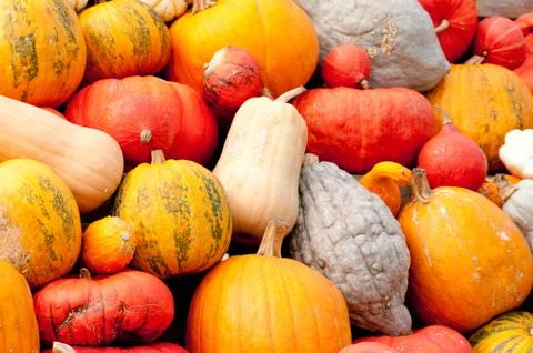 Autumn pumpkins Stock Photos
