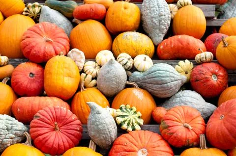 Autumn pumpkins Stock Photos