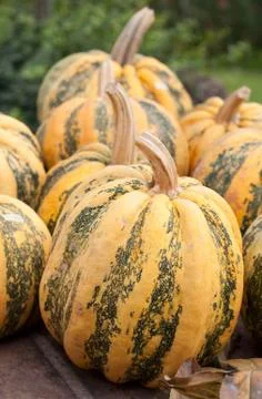 Autumn pumpkins Stock Photos