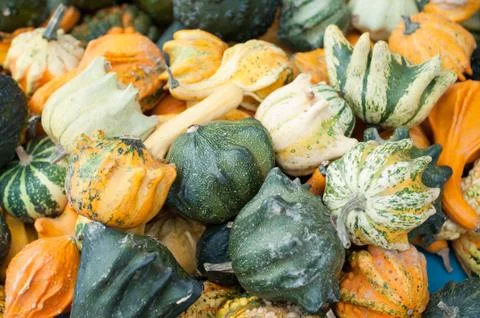 Autumn pumpkins Stock Photos