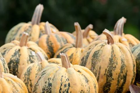 Autumn pumpkins Stock Photos