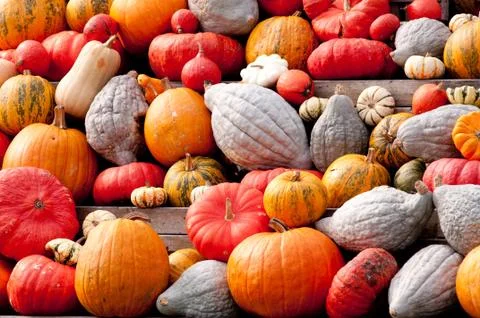 Autumn pumpkins Foto stock