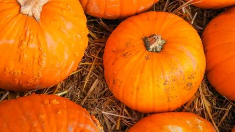 Autumn pumpkins resting on rustic soil with cozy background Stock Photos