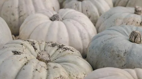 Autumn pumpkins resting on rustic soil with cozy background Stock Photos
