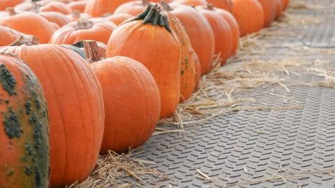 Autumn pumpkins resting on rustic soil with cozy background Stock Photos