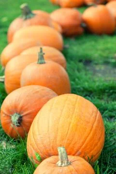 Autumn pumpkins in a row Stock Photos