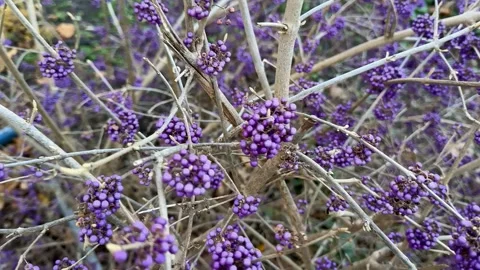 Autumn Purple Berries on Branches Stock Footage 299908169