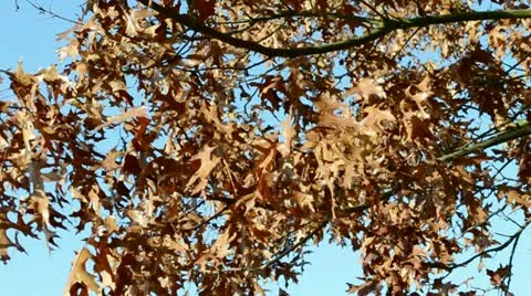 Autumn Quercus Stock Footage 11136051