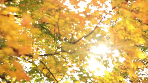 Autumn Rack focus Video stock 312088484