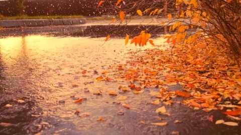 Autumn rain and leaf fall Vídeo Stock 81098247