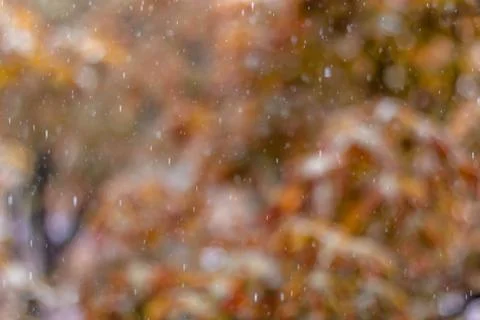 Autumn rain on the background of chestnuts Stock Photos