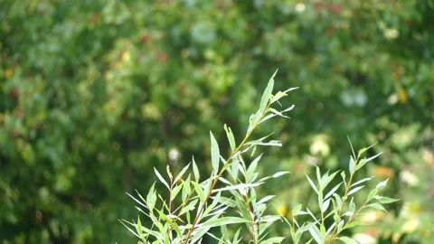 Autumn rain background with white willow tree top in october - sunny Stock Footage 140834407