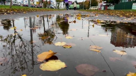 Autumn Rain Dripping into Puddle Stock Footage 319078332