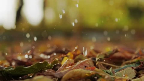 Autumn rain, drops fall on dry fallen leaves in slow motion x4. Foliage close up Stock Footage 286095967