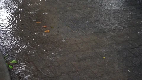 Autumn Rain Falling, Raindrops in Fall Season, Rainy Weather Background Stock-Footage 316706618