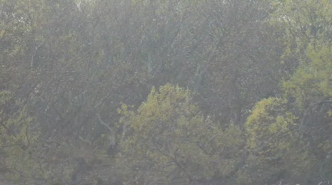 Autumn. A rain. Vídeo Stock 856758