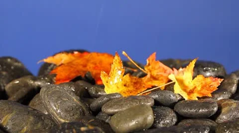 Autumn rain 스톡 동영상 8906626