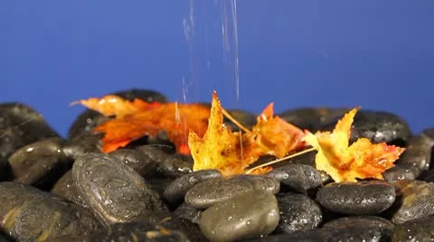 Autumn rain Stock Footage 8906638