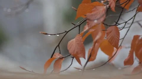 Autumn rain Stock Footage 12420547