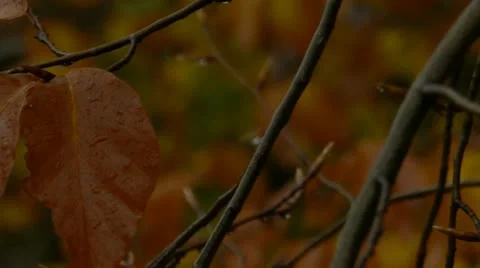 Autumn rain Stockbeeldmateriaal 12421327