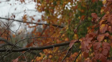 Autumn rain 스톡 동영상 12422136