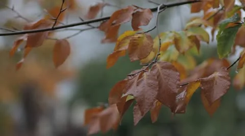 Autumn rain Stockbeeldmateriaal 12426018