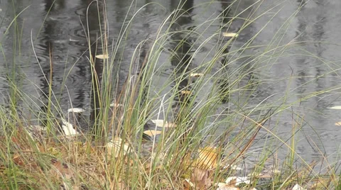 Autumn rain Stock Footage 28533560