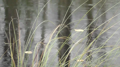 Autumn rain Stock Footage 28538110