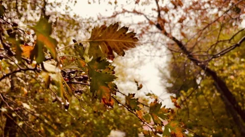 Autumn rain Stock-Footage 162764400