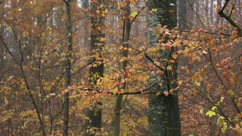 Autumn rain in the forest Stock Footage 317878221