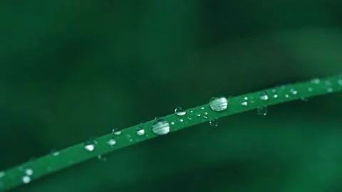 Autumn rain with a leaf of grass and water droplets Stock Footage 233783740