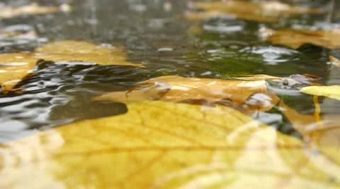 Autumn Rain. Rain drops falling over leaves close up. Stock Footage 12663347