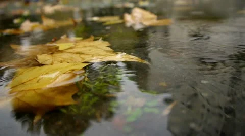 Autumn Rain. Rain drops falling over leaves close up.\ Stock Footage 12665156