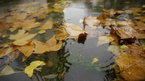 Autumn Rain. Rain drops falling over leaves. Stock Footage 12667756