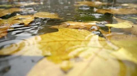 Autumn Rain. Rain drops falling over leaves. Stock Footage 12668805