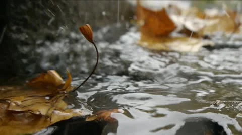 Autumn Rain. Rain drops falling over leaves. Stock Footage 12669644